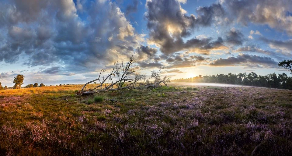 Panorama van de Cartierheide in de Brabantse Kempen, foto van Visit Eersel